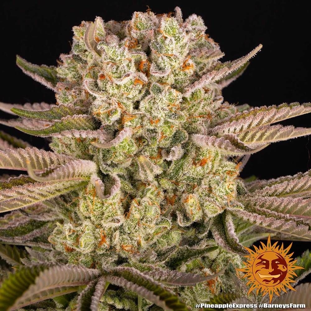 1b454acf183742be8c76969f9a321c53bbbd92a4 Pineapple Express 5er 40/60 Sep