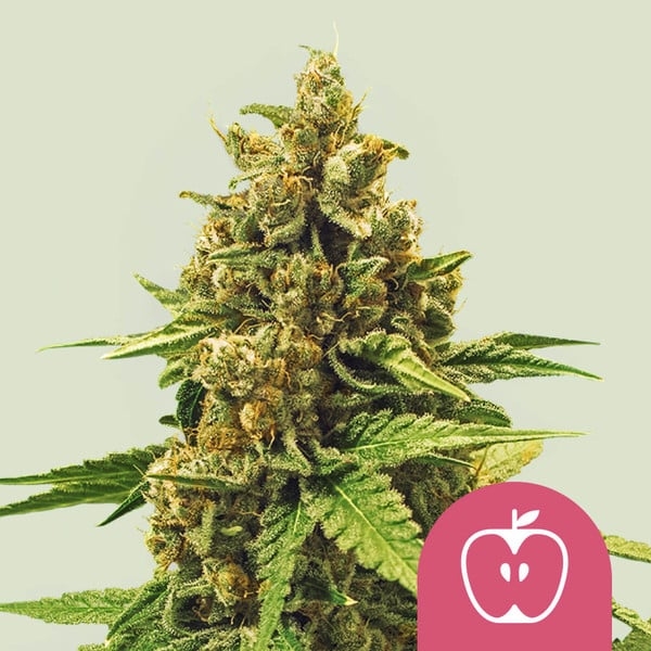 Apple Fritter 5er Apple Fritter 5er