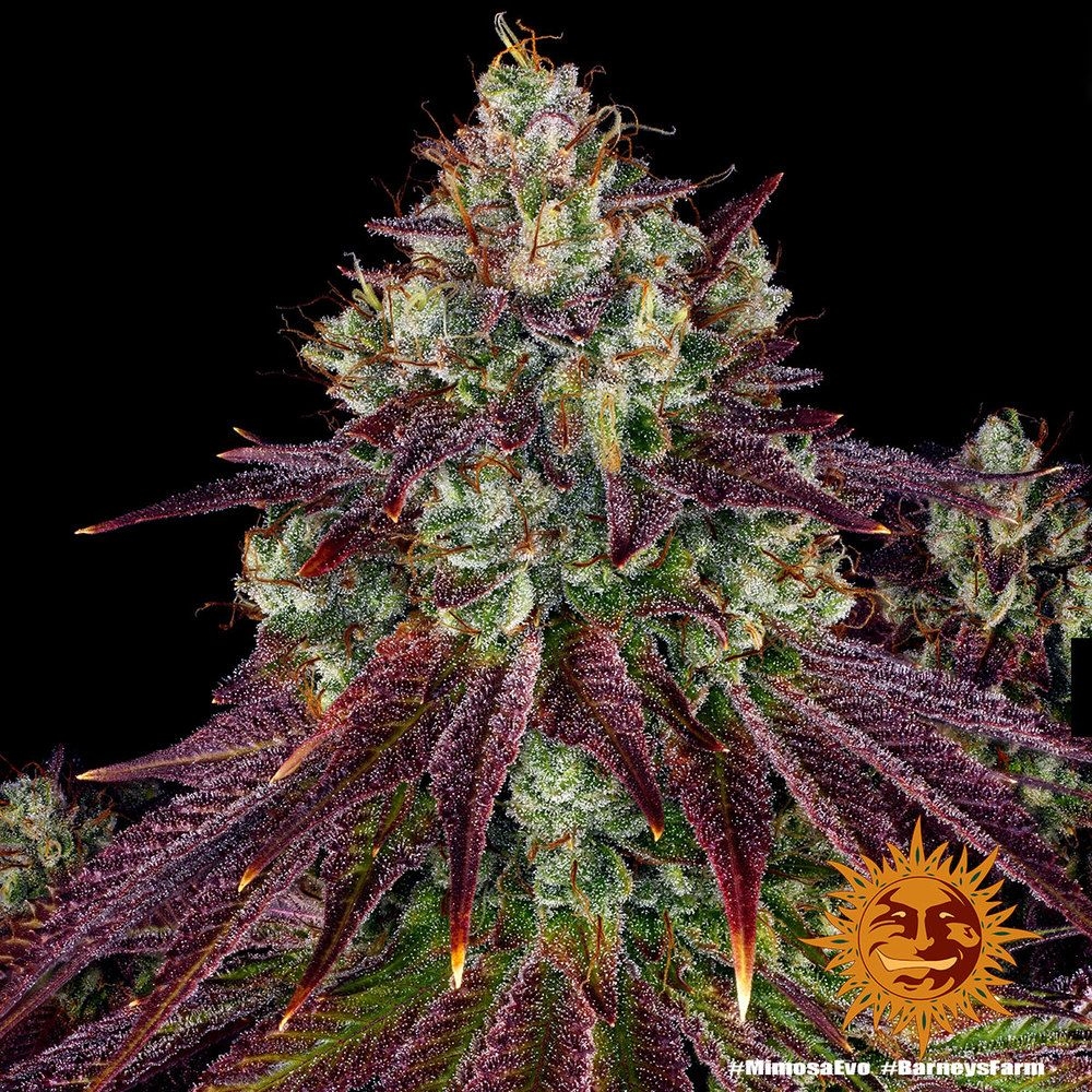 5d50fa93a98724c87db14e2764413fdecd5ce393 Mimosa EVO 5er
