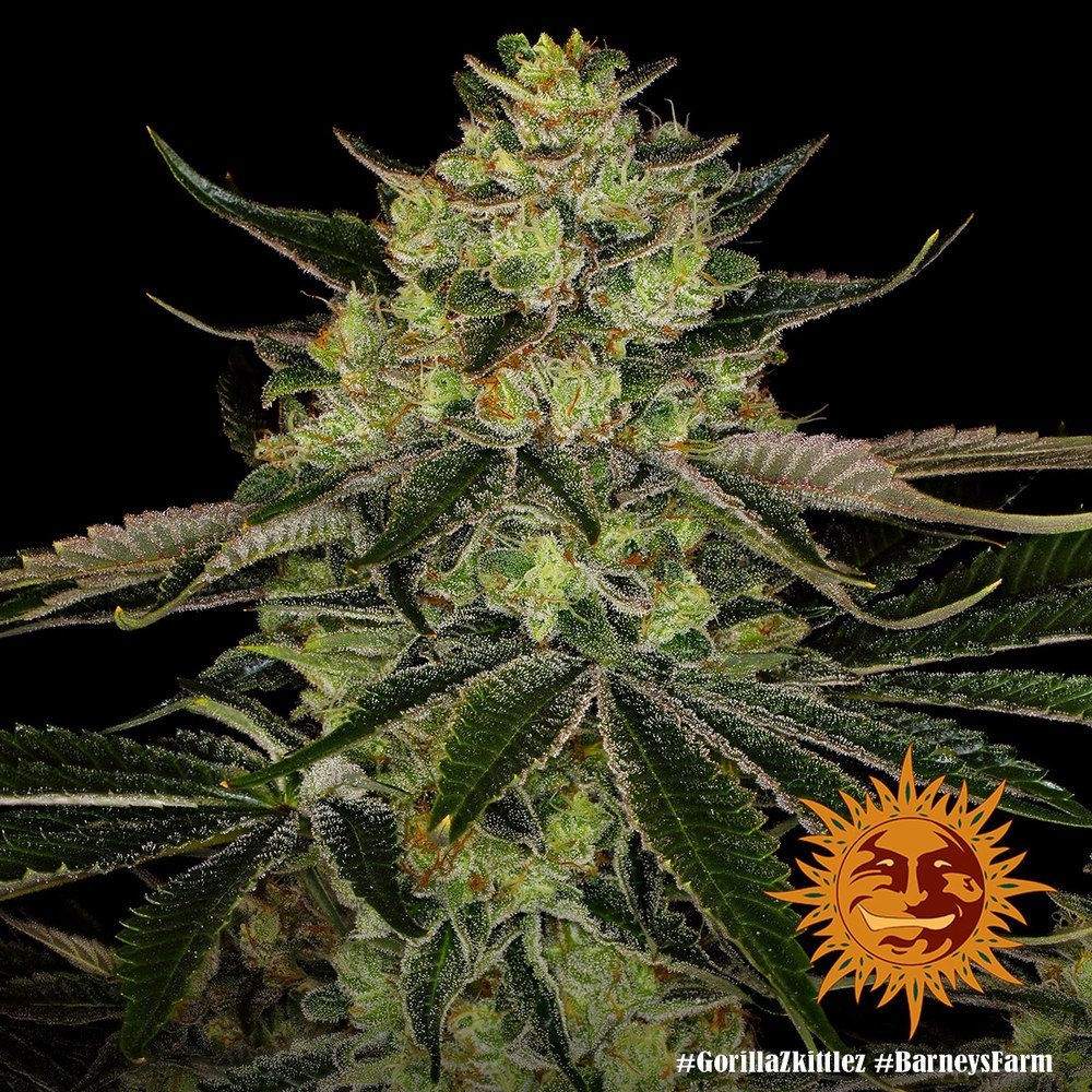 Gorilla Zkittlez 5er