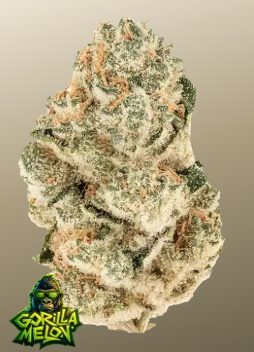Fastbuds 420 Gorilla Melon FEM 3er Fastbuds 420 Gorilla Melon FEM 3er
