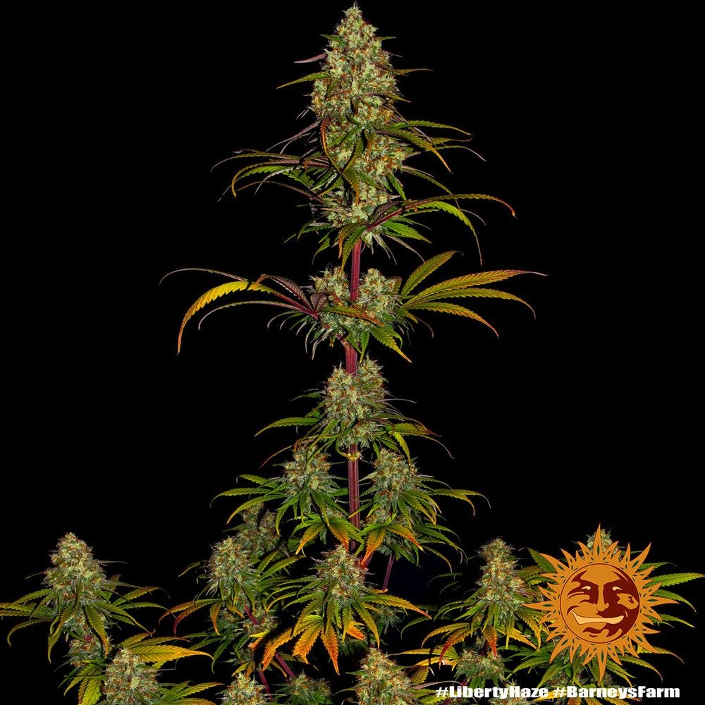 Liberty Haze 5er