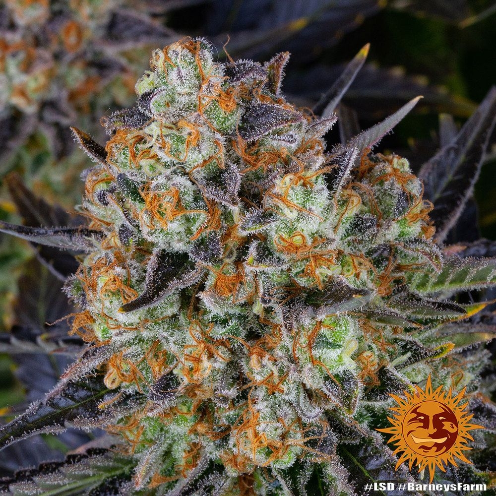 LSD 5er