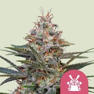Shogun 5er