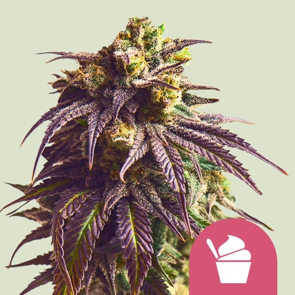 Sundae Driver 5er