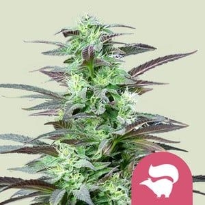 2f679b82b9a7c95a160a1c5acde006d40d990269 Skunk XL 5er 50%/50% Okt