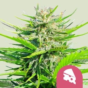 Royal Cheese fast 5er 60%/40% Okt