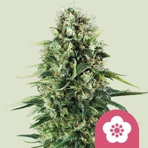 Power Flower 5er 12%/88% Okt